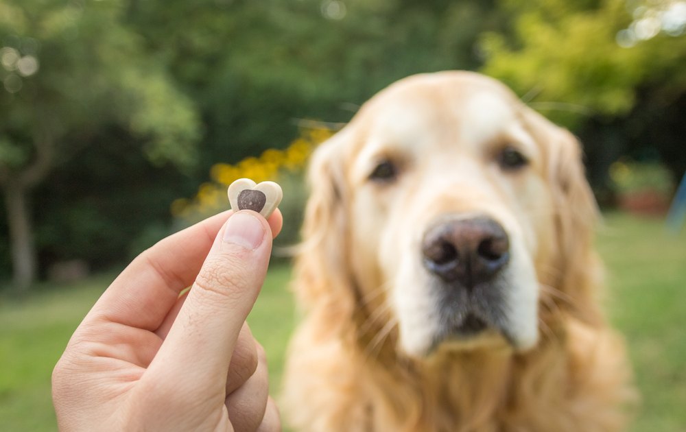 The Absolute Best Dog Treats for Senior Dogs