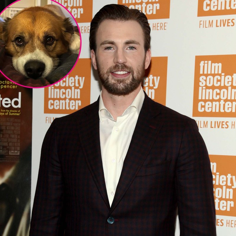 Chris Evans My Dog Dodger Is A Really Good Set Mascot When Im Filming