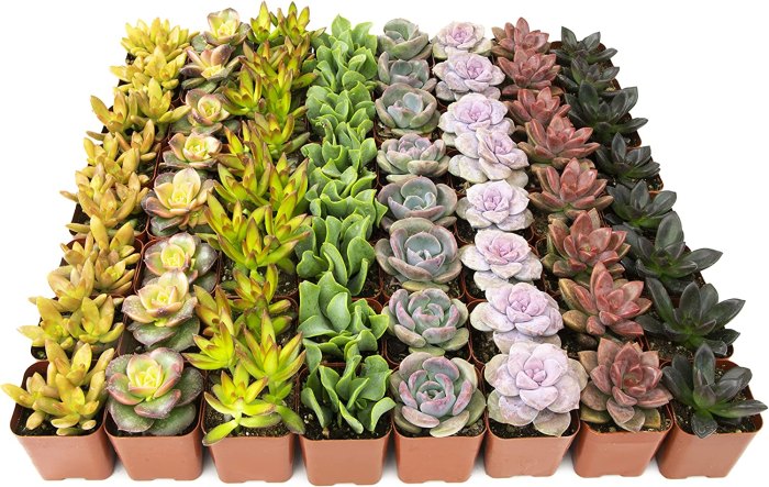 succulentes colorées