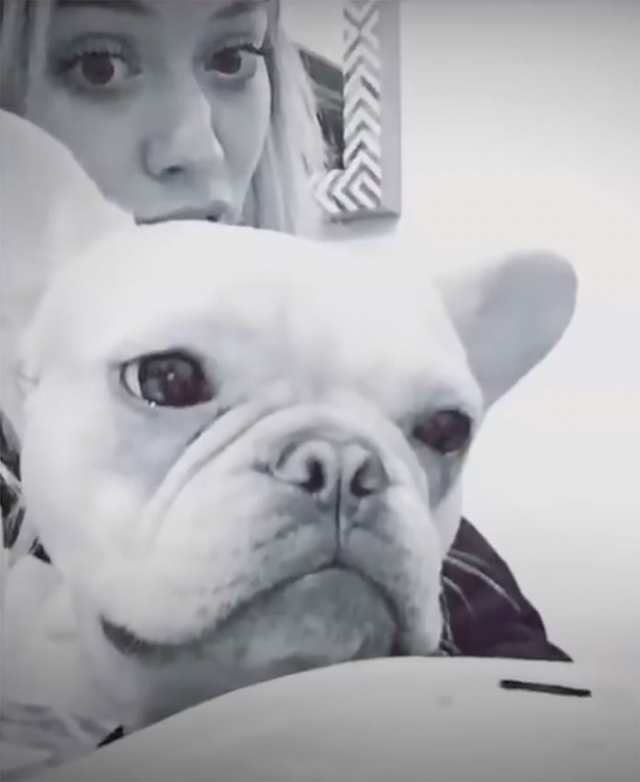 Celebrities Who Love French Bulldogs: Lady Gaga, Reese Witherspoon, Megan Thee Stallion and More Hillary Duff