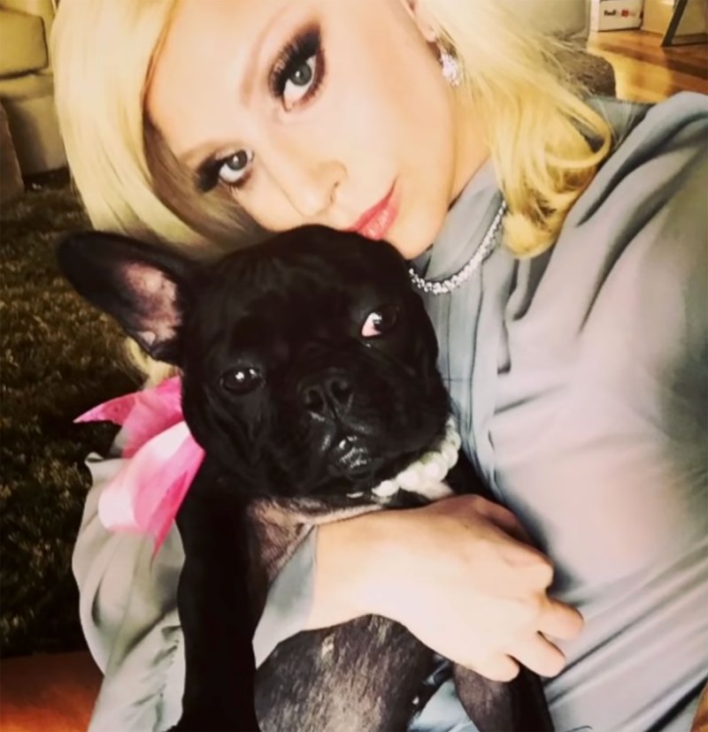 Celebrities Who Love French Bulldogs: Lady Gaga, Reese Witherspoon, Megan Thee Stallion and More Lady Gaga
