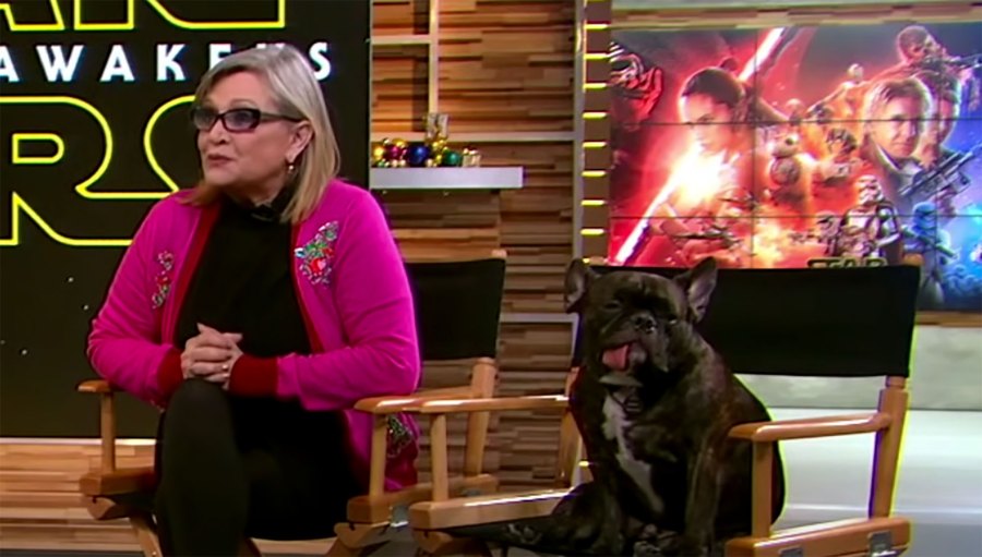 Celebrities Who Love French Bulldogs: Lady Gaga, Reese Witherspoon, Megan Thee Stallion and More Carrie Fisher