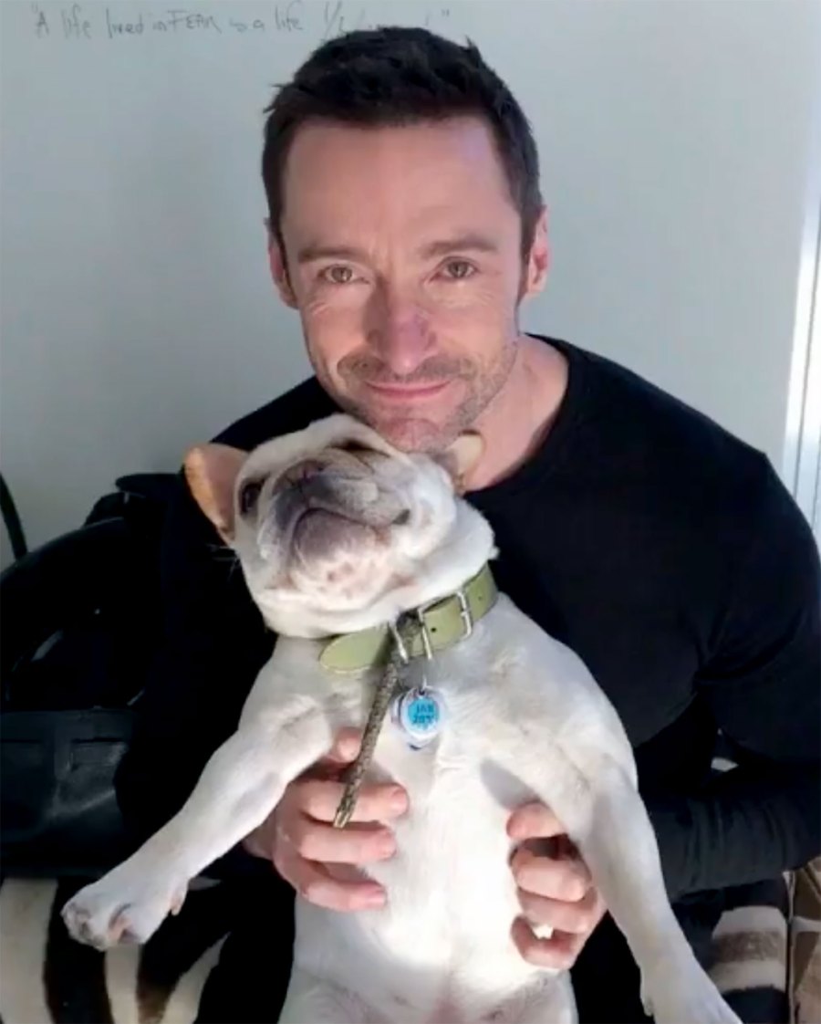 Celebrities Who Love French Bulldogs: Lady Gaga, Reese Witherspoon, Megan Thee Stallion and More Hugh Jackman