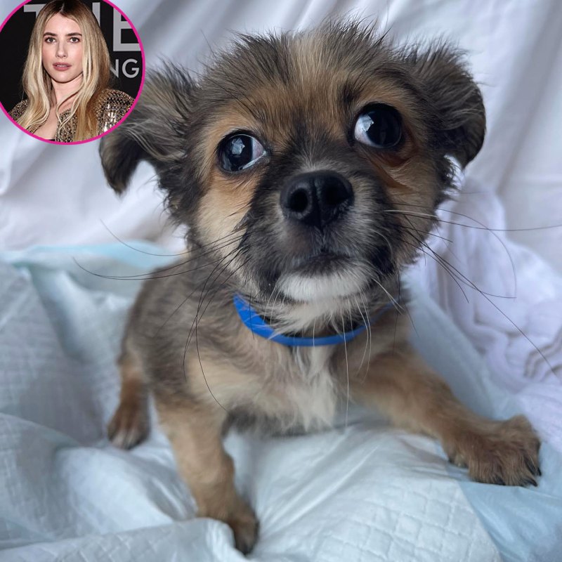 Miley Cyrus, Selena Gomez and More Who Are Adopting or Fostering Pets- Photos - 627