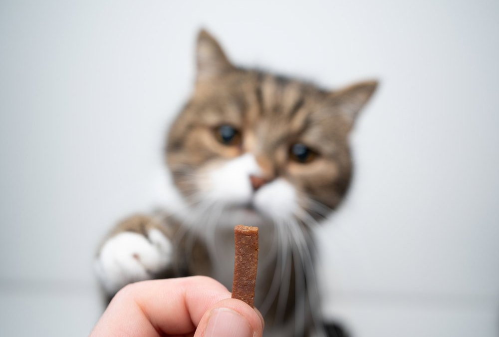 best-cat-calming-treats