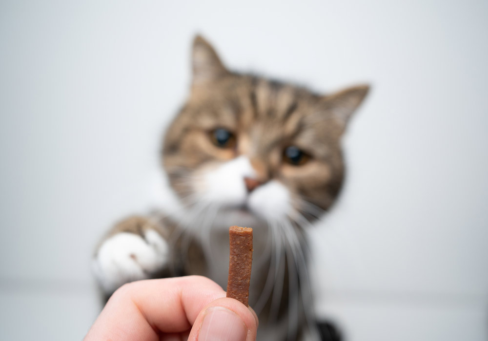 best-cat-calming-treats