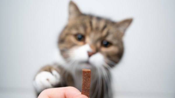 best-cat-calming-treats