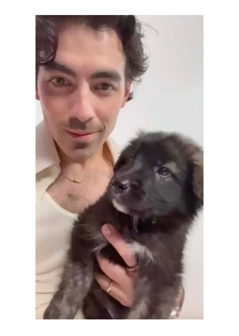 Joe Jonas Cuddles With Adorable Rescue Dog
