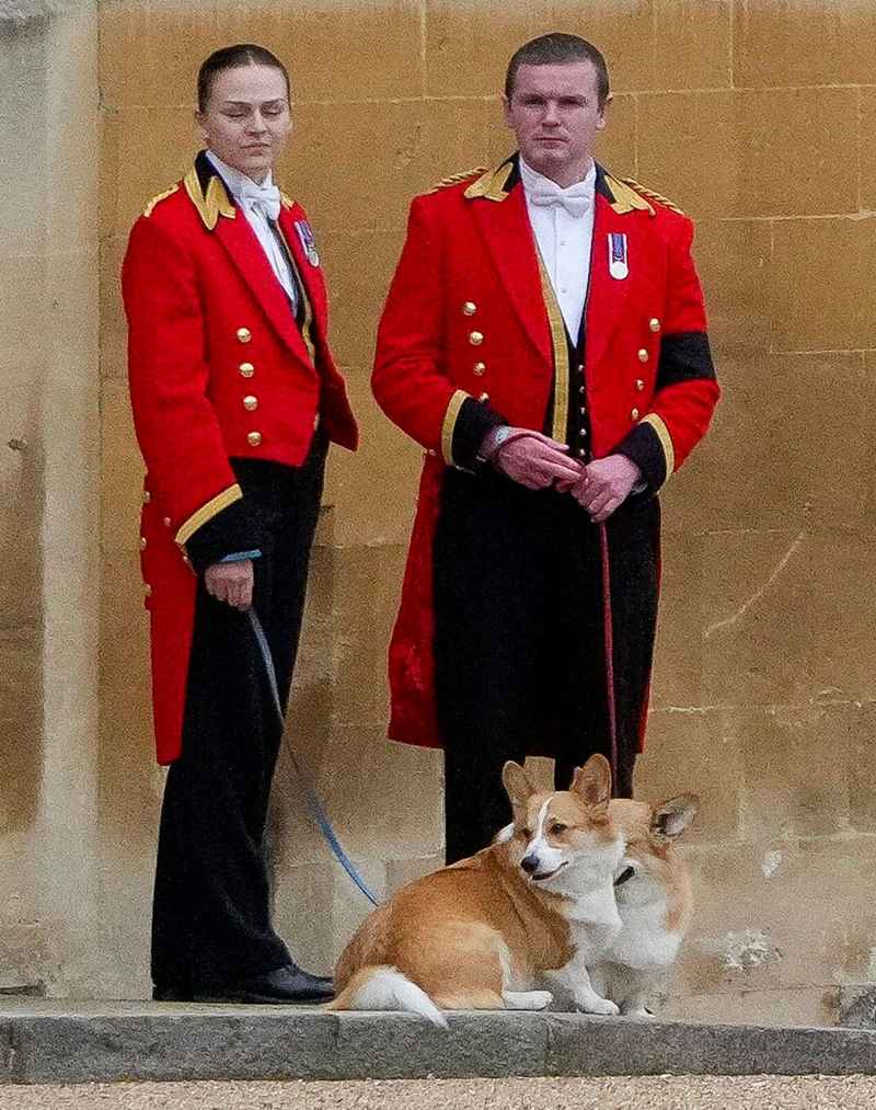 Queen Elizabeth II’s Corgis and Main Riding Horse Stationed Outside Windsor Castle Amid Funeral Service corgis