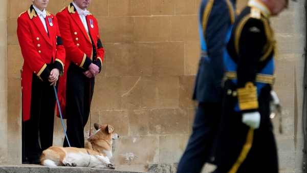 Queen Elizabeth II’s Corgis and Main Riding Horse Stationed Outside Windsor Castle Amid Funeral Service corgis with guards