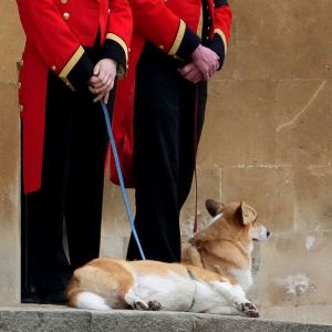 Queen Elizabeth II’s Corgis and Main Riding Horse Stationed Outside Windsor Castle Amid Funeral Service corgis with guards