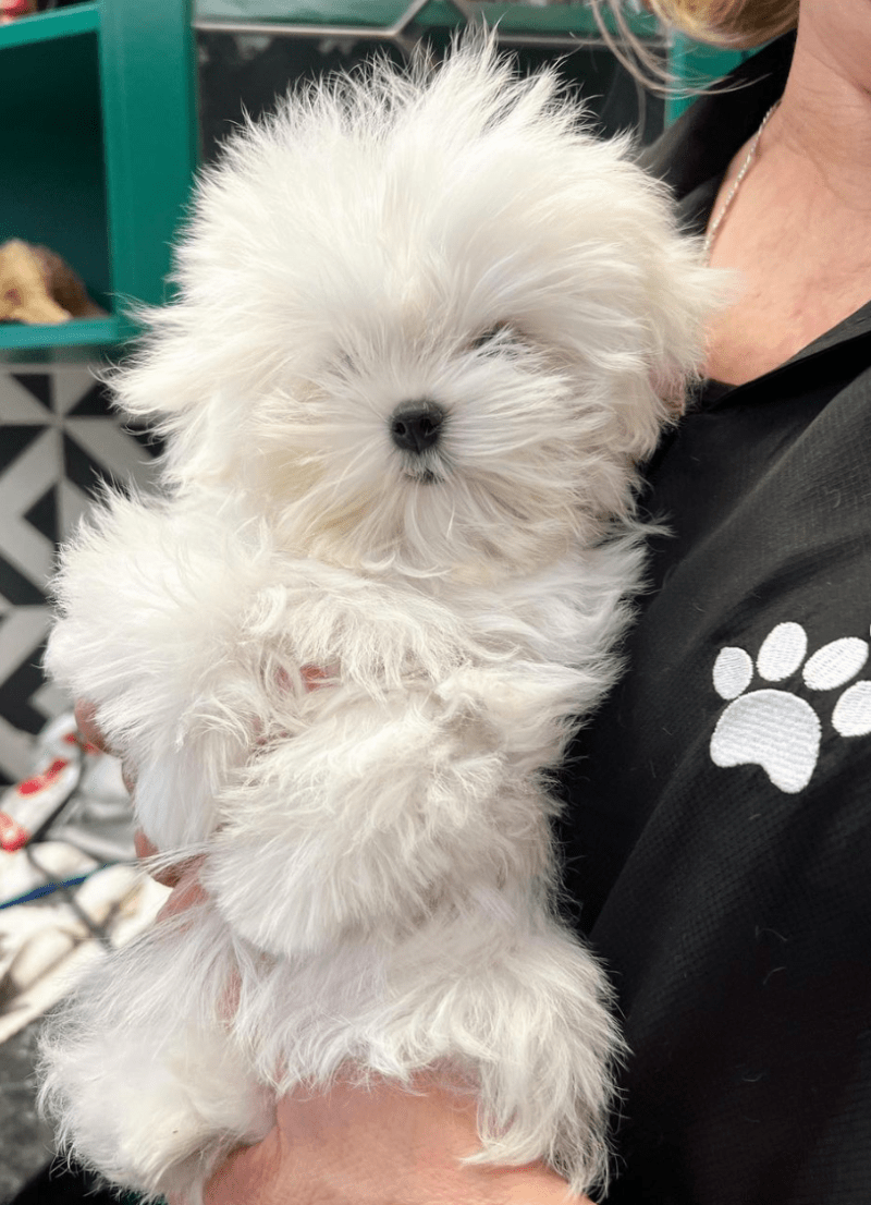 Welcome to the Fam, Mochi! Sharna and BAG Surprise Sons With New Dog