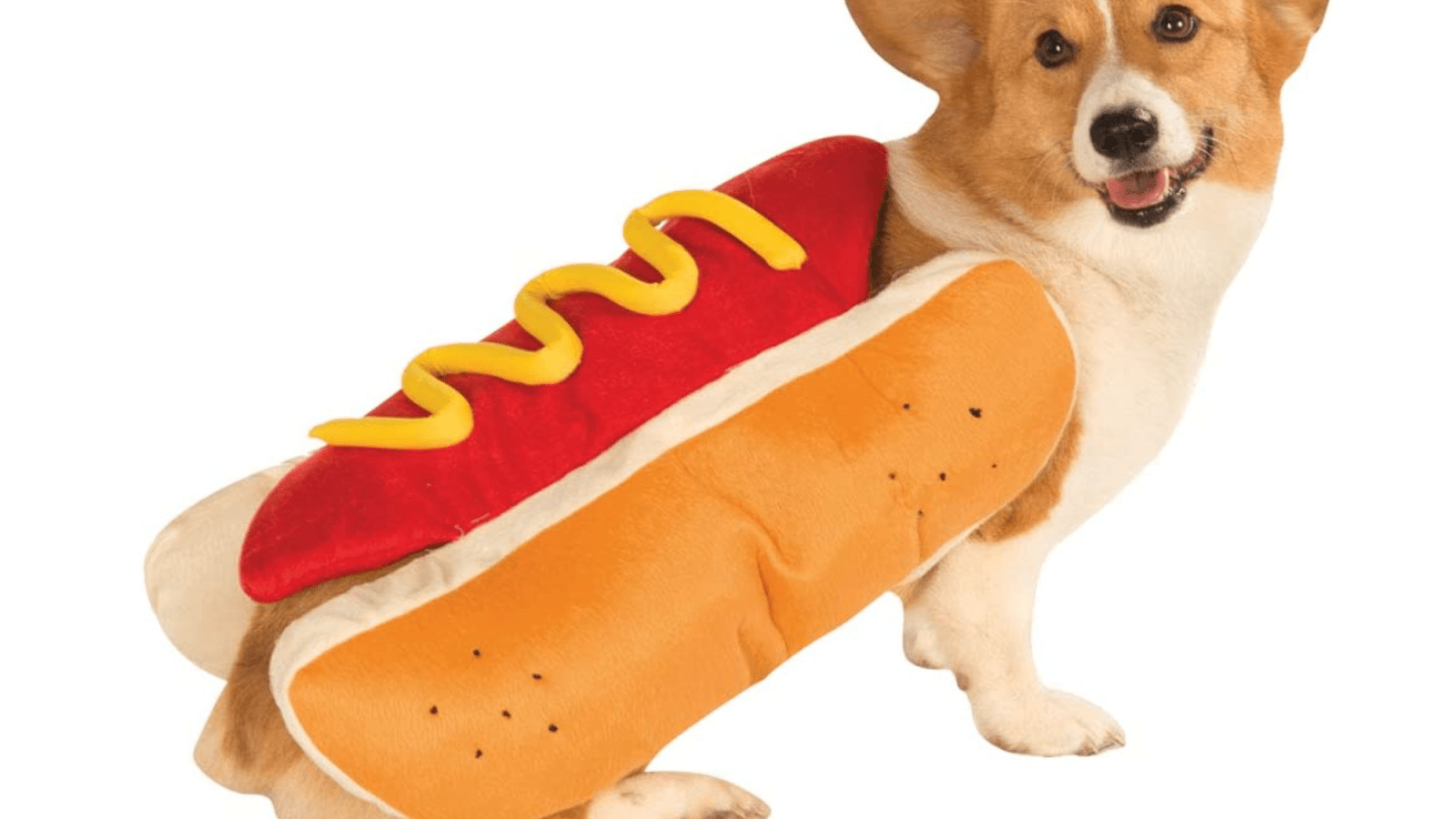 30 Best Dog Probiotics | Us Weekly