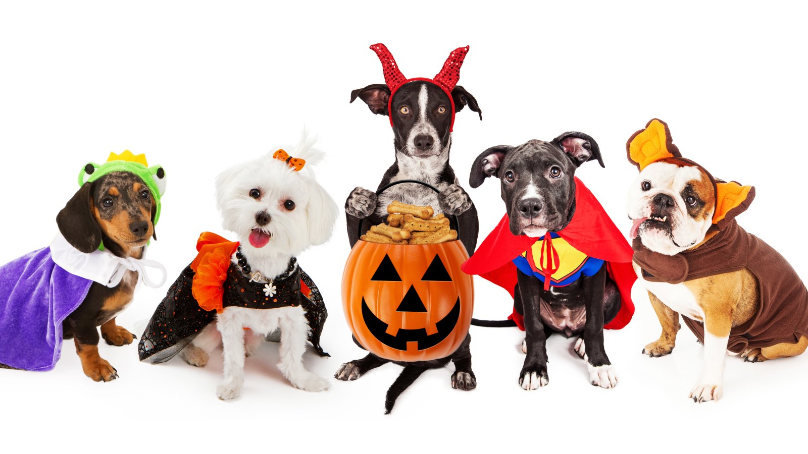 30 Pet Costumes That Made Halloween Spooktakular