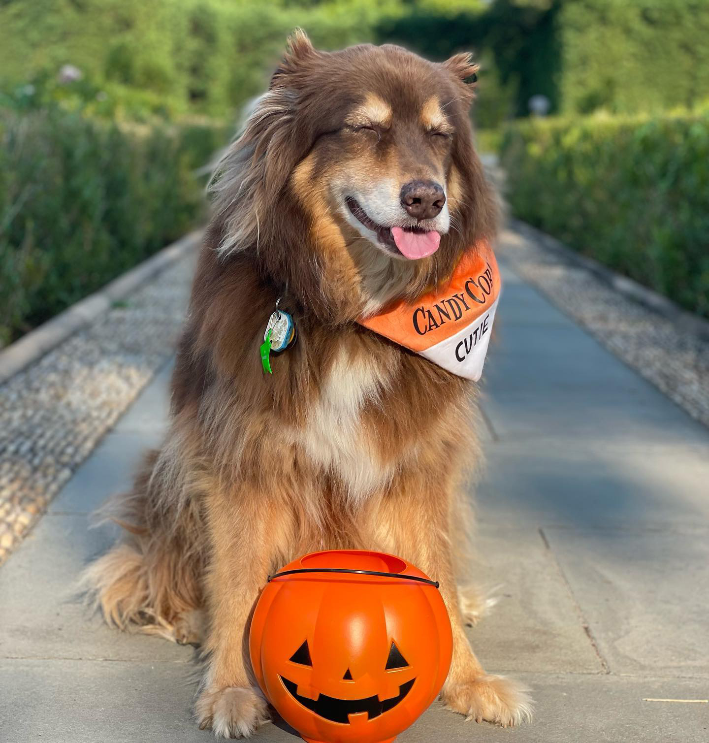 Star-Studded Halloween: Celebrities in Hollywood with the Most Adorable Pet Costumes