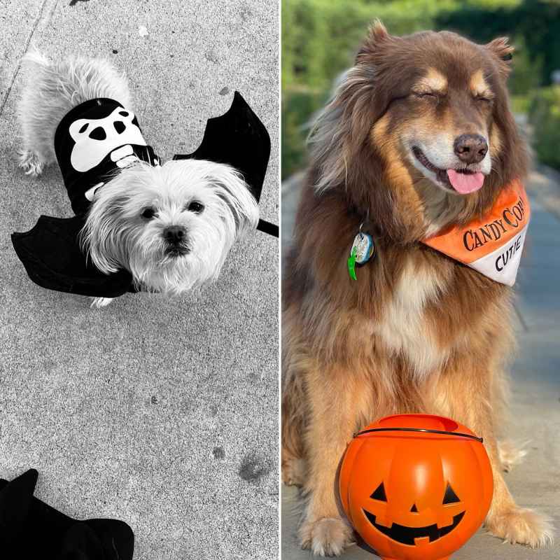 Darla! Finn! Best Celebrity Pet Halloween Costumes Through the Years