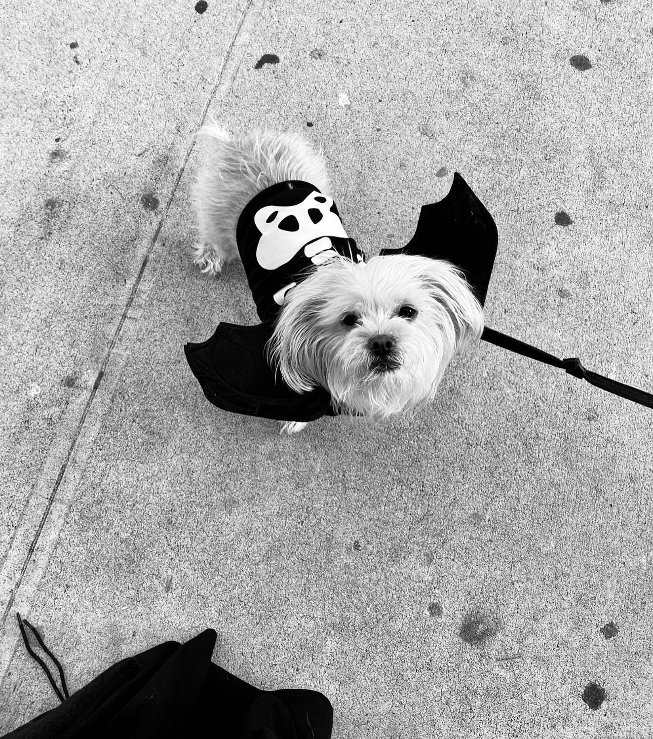 Star-Studded Halloween: Celebrities in Hollywood with the Most Adorable Pet Costumes
