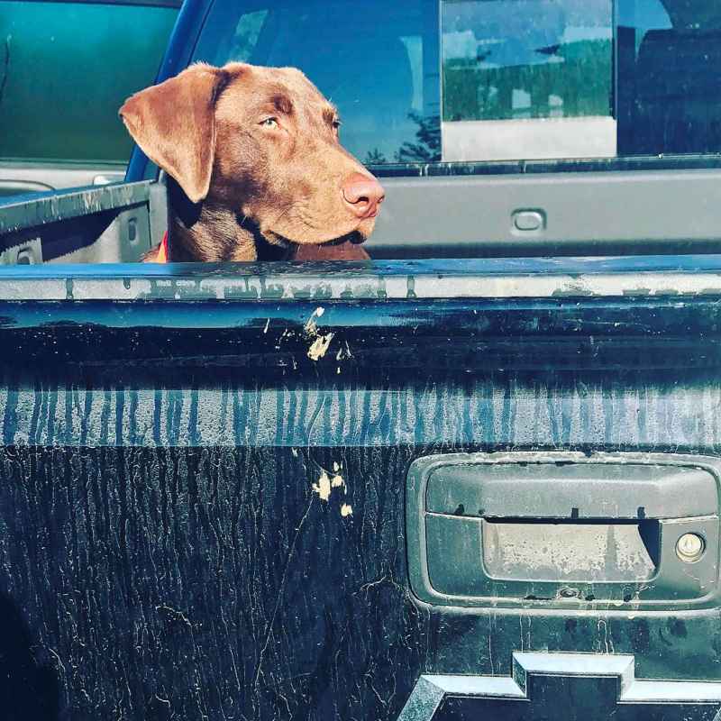 A Complete Guide to Country Music Stars’ Cutest Pets- Blake Shelton, Taylor Swift and More 109