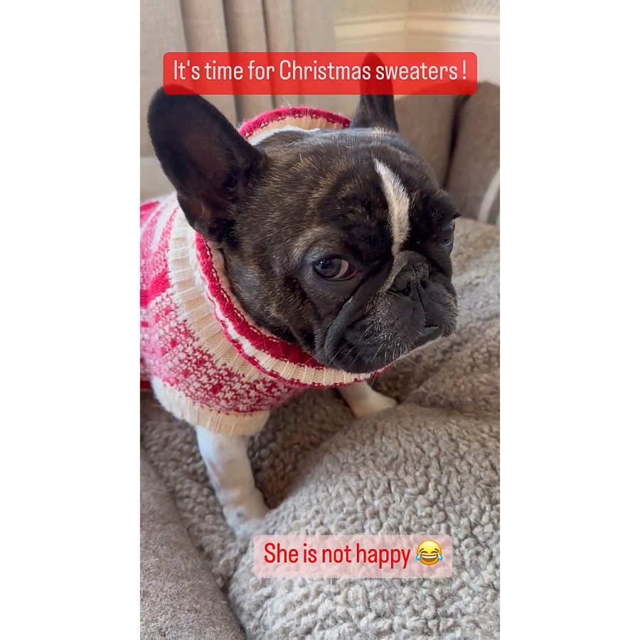 Reese Witherspoon Stars Celebrating Holiday Seasons With Their Beloved Pets