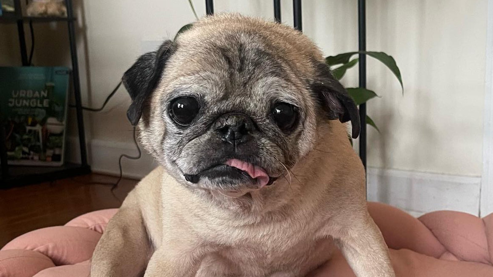 TikTok's Favorite Dog Noodle the Pug Dies at Age 14, 4 Days After His Last 'Bones' Video