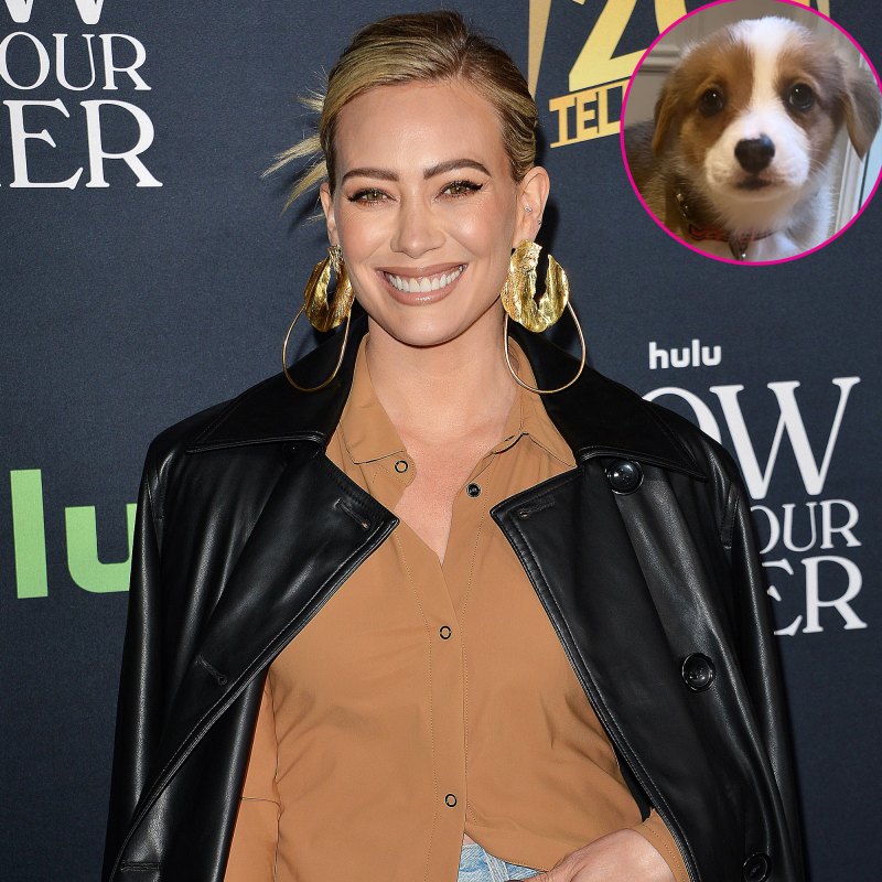 celebrities who have pets with food inspired names pics hilary duff dog ham