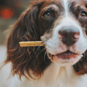 Best Probiotics For Dogs in 2023