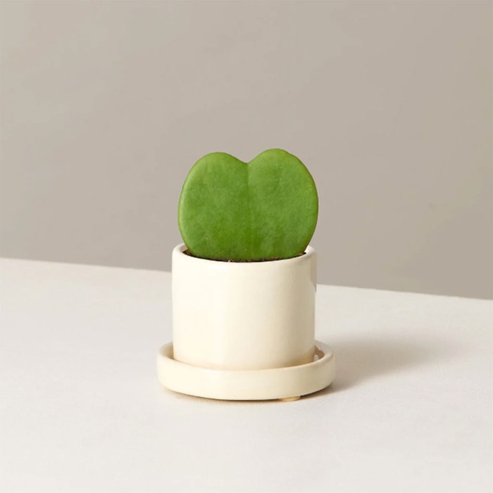 valentines-day-gifts-new-relationship-the-sill-heart-plant
