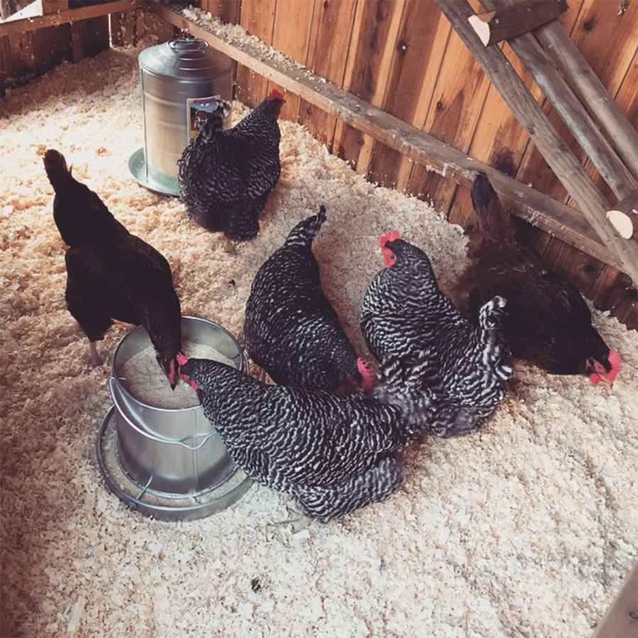 Lady Gaga Stars With Chicken Coops at Their Homes