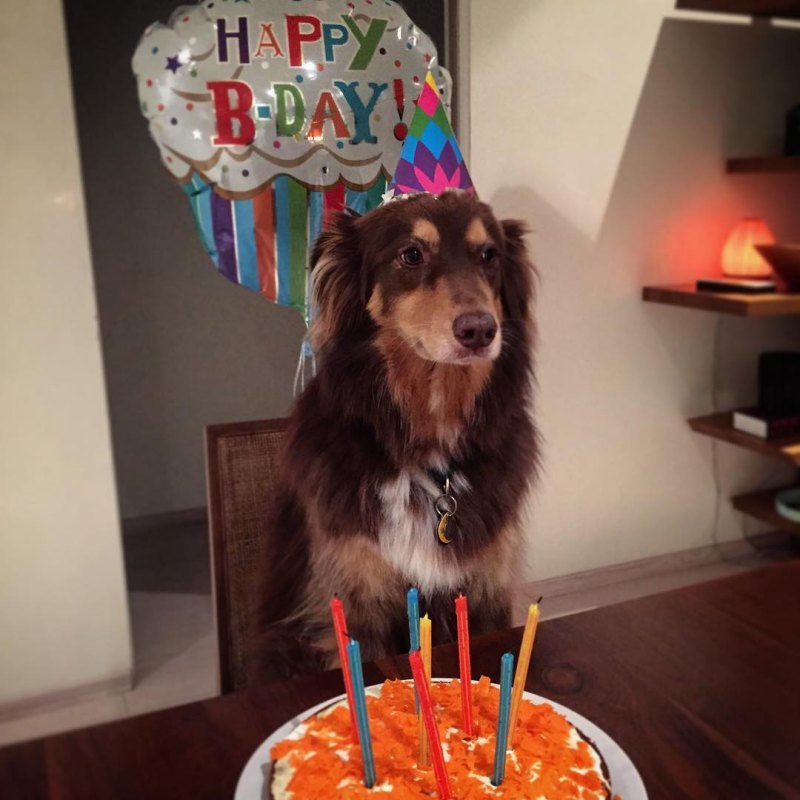 Stars Celebrate Their Beloved Pets Birthdays Over the Years