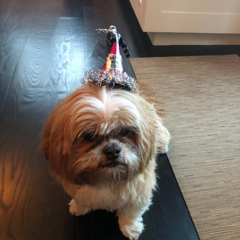 Stars Celebrate Their Beloved Pets Birthdays Over the Years