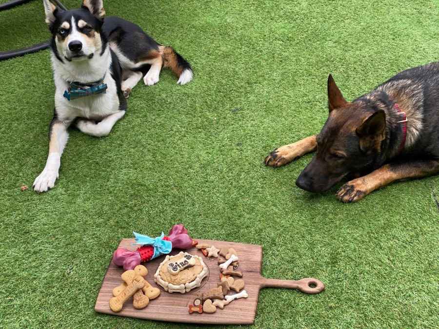 Stars Celebrate Their Beloved Pets Birthdays Over the Years