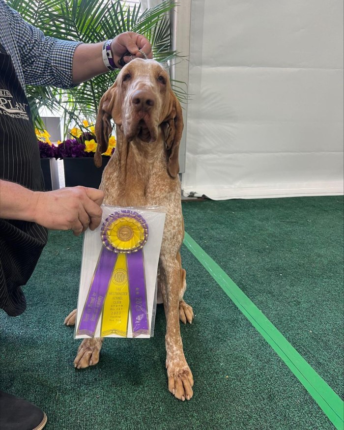 Tim McGraw est «tellement fier» du chien Lepshi pour avoir remporté le prix du «meilleur de la race» au Westminster Kennel Club Dog Show