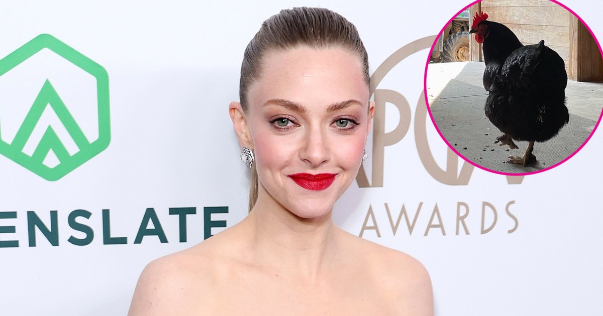 Cluck, Cluck! Amanda Seyfried and More Stars Who Have Pet Chickens Cluck, Cluck! Amanda Seyfried and More Stars Who Have Pet Chickens