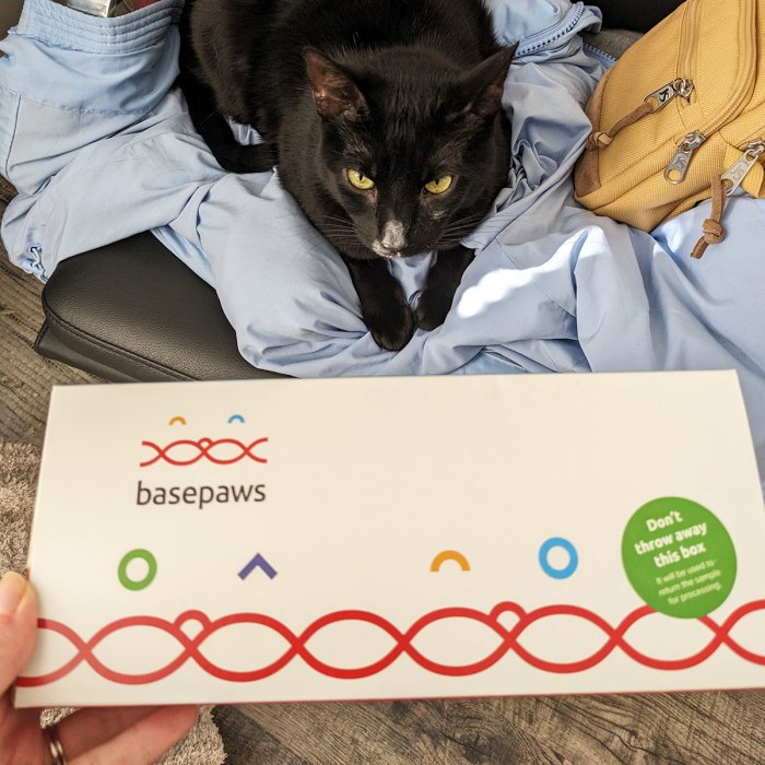 naota-basepaws