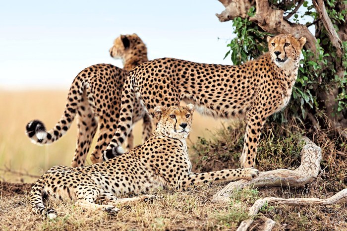 Cheetah 25 Things