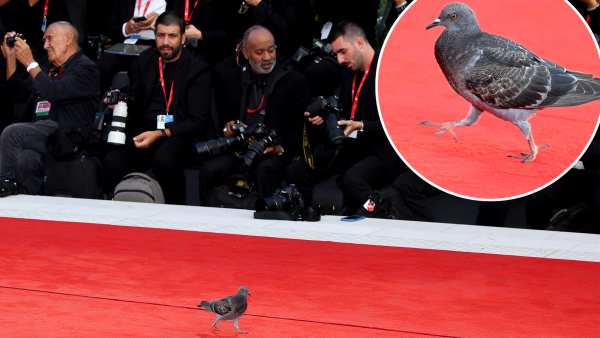 A Pigeon Crashed the Venice Film Festival Red Carpet And Literally Stole the Entire Show: Photo