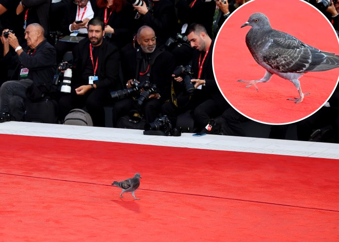 A Pigeon Crashed the Venice Film Festival Red Carpet And Literally Stole the Entire Show: Photo