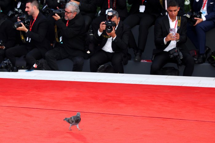 A Pigeon Crashed the Venice Film Festival Red Carpet And Literally Stole the Entire Show: Photo