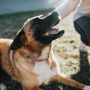 Omega-3 for dogs