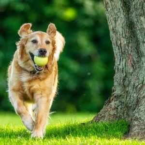 dog joint health supplements