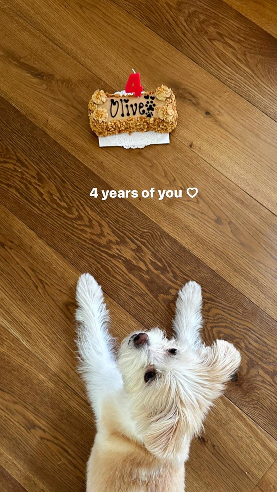 Jennifer Garner Nick Jonas and More Stars Celebrate Beloved Pets Birthdays Over the Years Party Photos 285 Madelaine Petsch