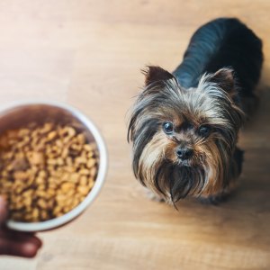dog-foods-itchy-skin