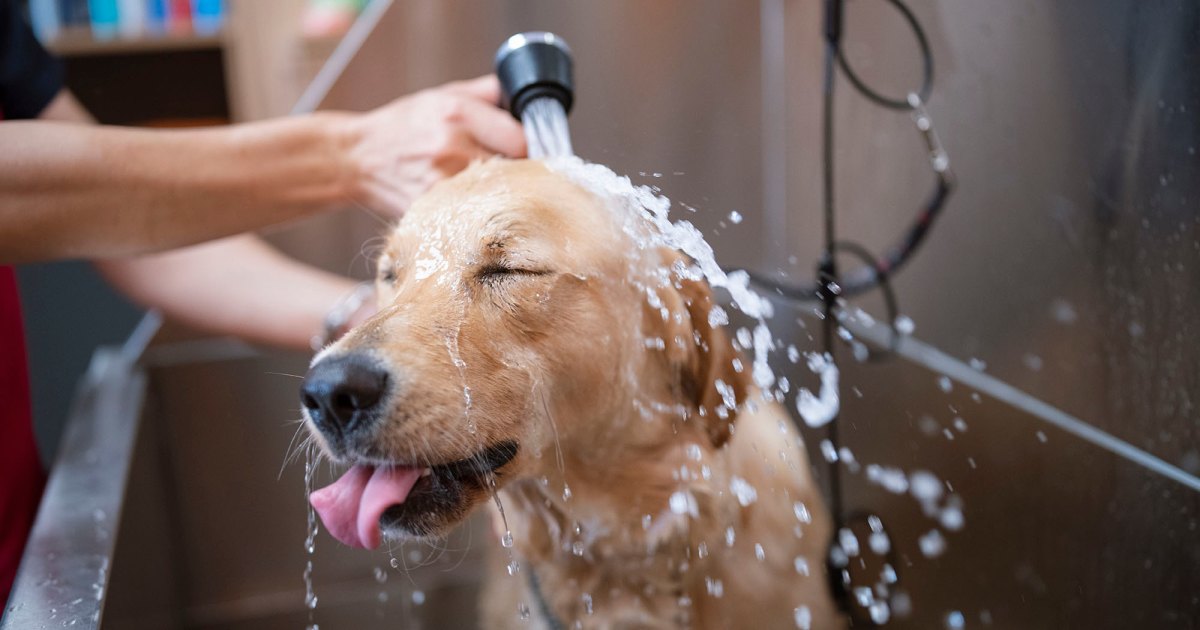 30 Best Dog Shampoos for Odor