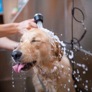 dog odor