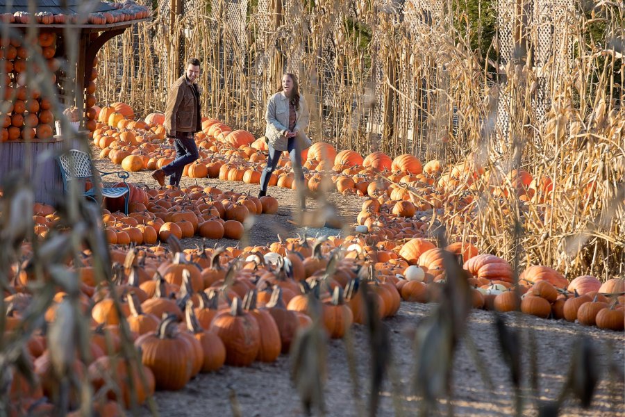 Things You ll Find in (Almost) Every Fall Hallmark Channel Movie — Luckily Pumpkins 378