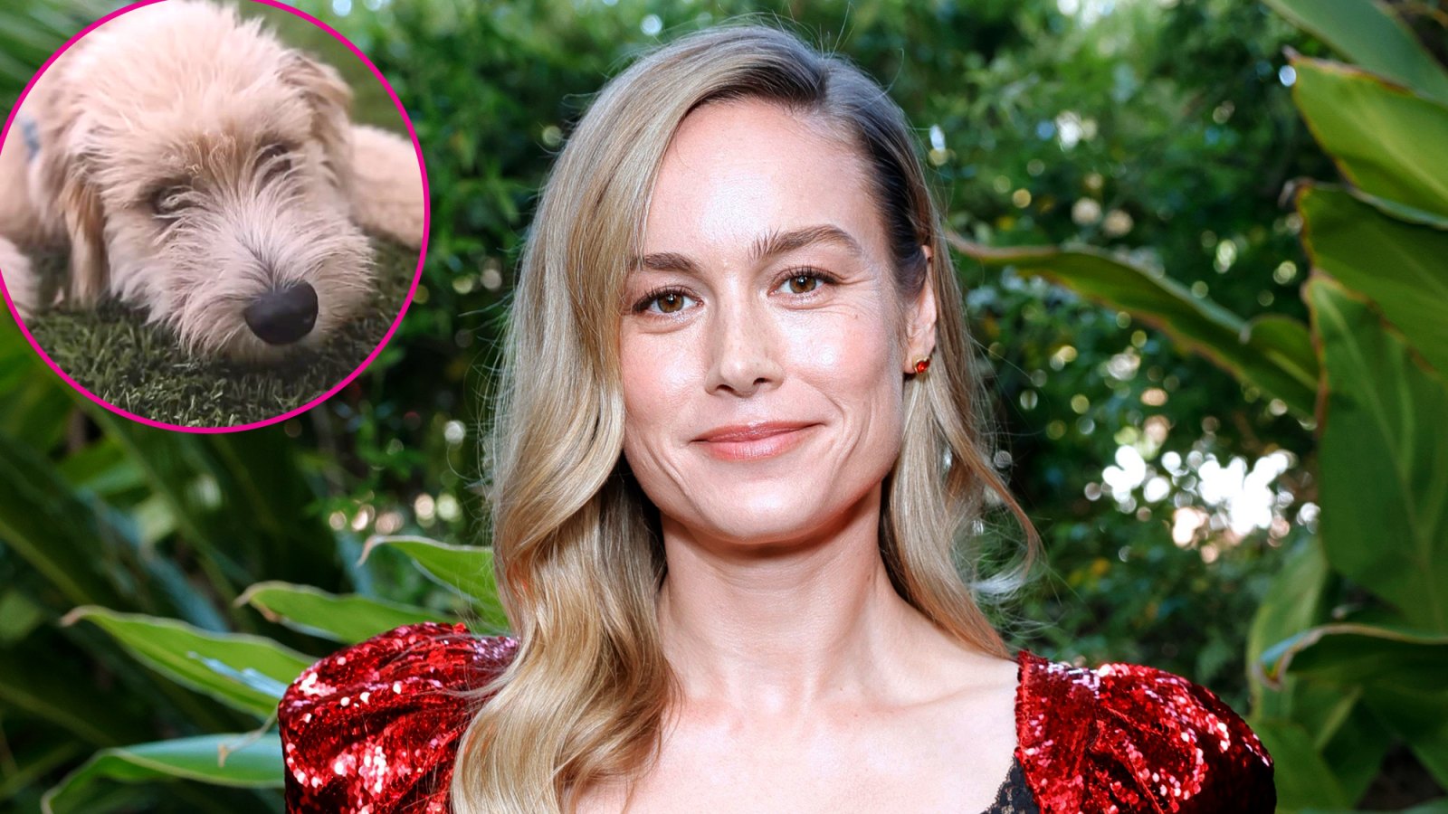 Brie Larson Reveals Rescue Dog Six-Thirty Chose His Own 'Riduculous' Name: 'His Vet Is Confused'