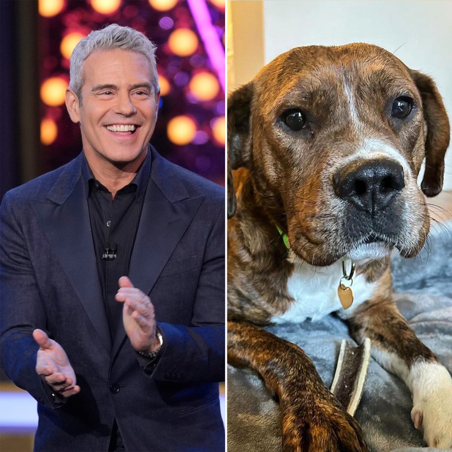 Meet the NY Animal Rescue That Named Their Dogs After Bravo Stars From Pump Rules to Below Deck Andy Cohen