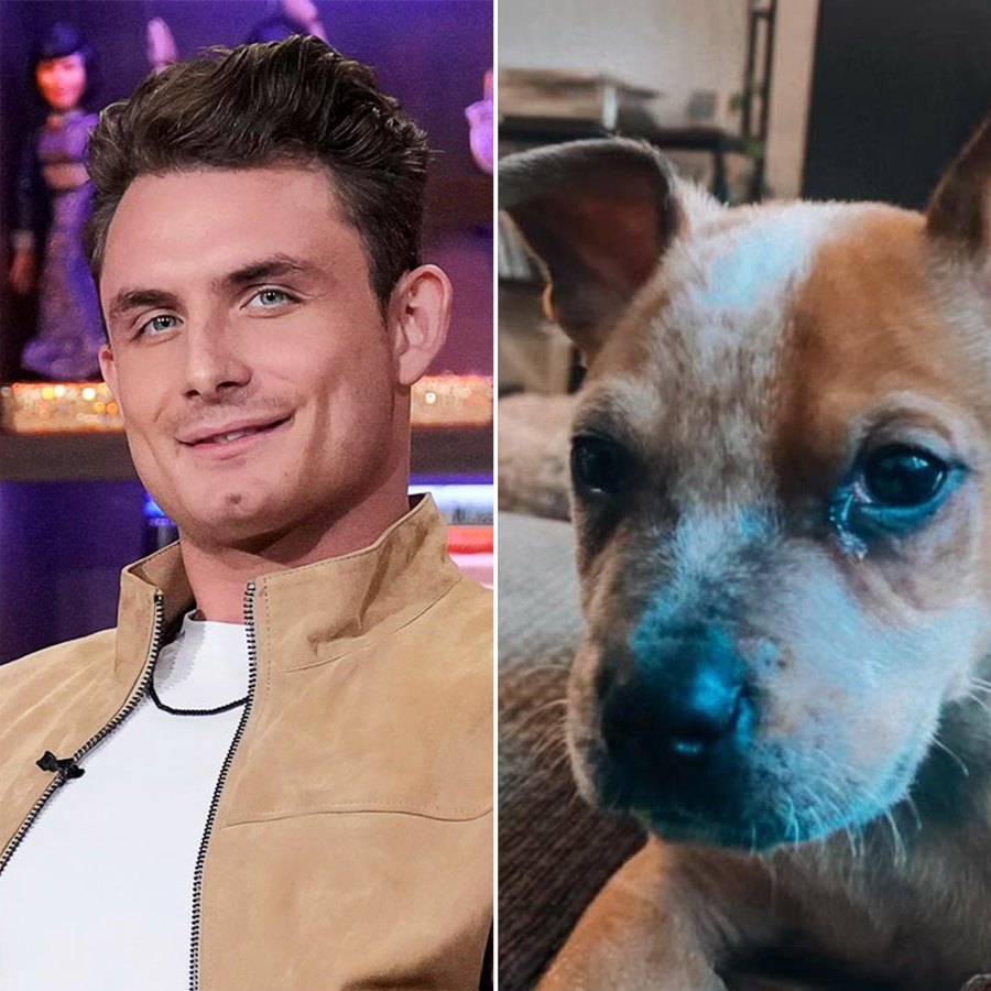 Meet the NY Animal Rescue That Named Their Dogs After Bravo Stars From Pump Rules to Below Deck James Kennedy