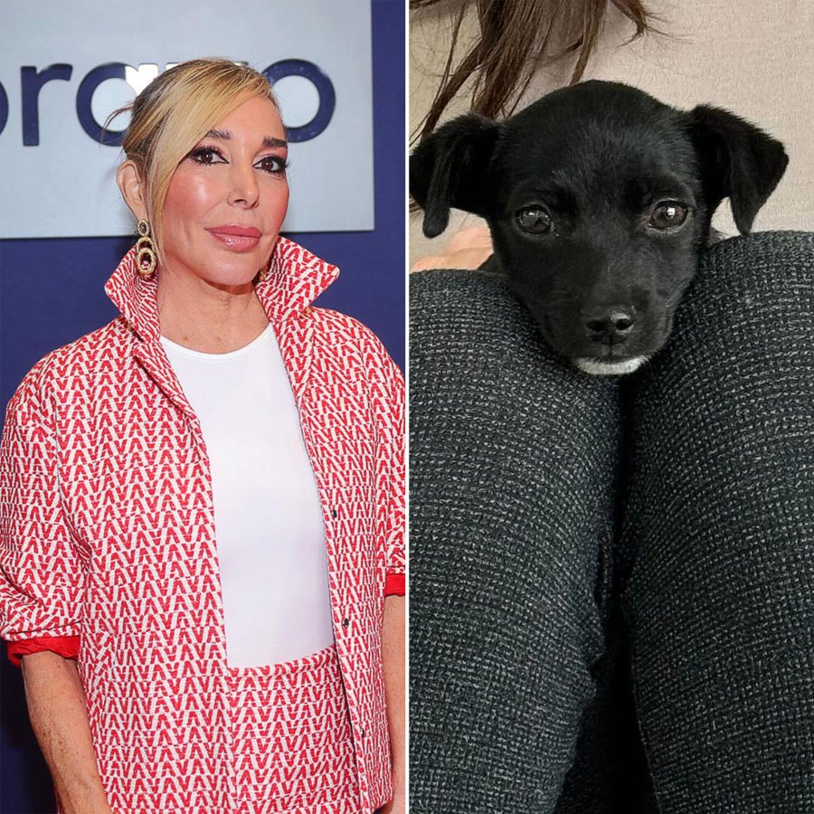 Meet the NY Animal Rescue That Named Their Dogs After Bravo Stars From Pump Rules to Below Deck Marysol Patton