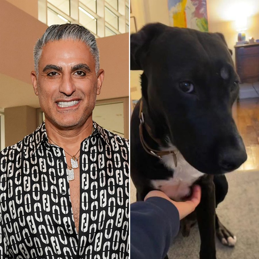 Meet the NY Animal Rescue That Named Their Dogs After Bravo Stars From Pump Rules to Below Deck Reza Farahan